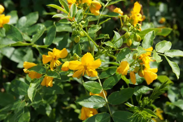 Cassia or senna floribunda yellow flowers with green