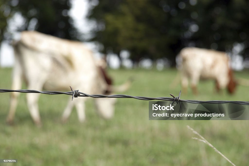 longhorns y alambre de espino - Foto de stock de Agresión libre de derechos