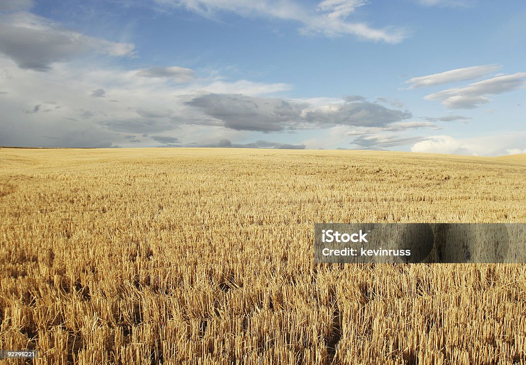 Campo abierto con nubes oscuras y cielo azul - Foto de stock de Abierto libre de derechos