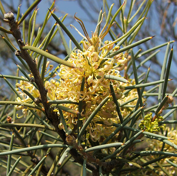 Flower - Grevillea  grevillea juniperina stock pictures, royalty-free photos & images