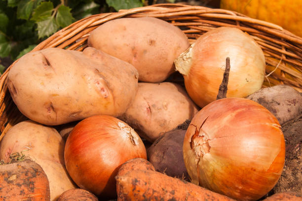 istock onions, potatoes, carrots, buriak lying in a basket 927954082