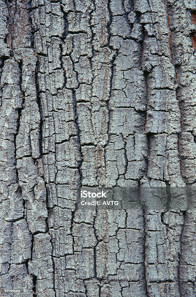 나무껍질 II - 로열티 프리 0명 스톡 사진