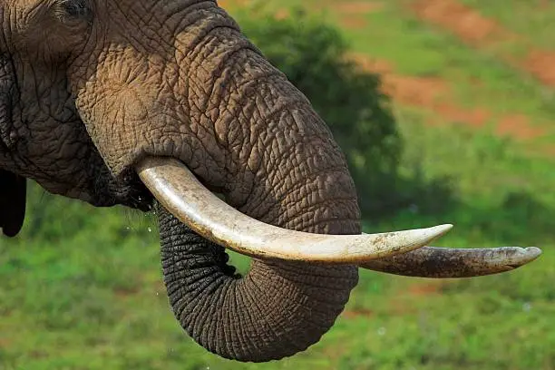 Close up of an African Elephant's tusks and trunk, while its drinking
