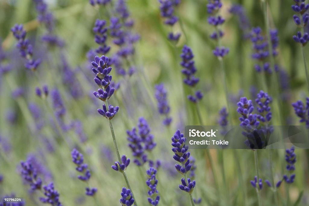 Lavendel - Lizenzfrei Duftend Stock-Foto