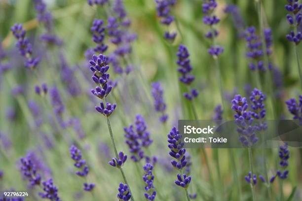 Lavendel Stockfoto und mehr Bilder von Duftend - Duftend, Farbbild, Feld