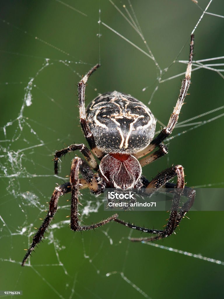 Araña grande orbe 1 - Foto de stock de Acechar - Caza libre de derechos