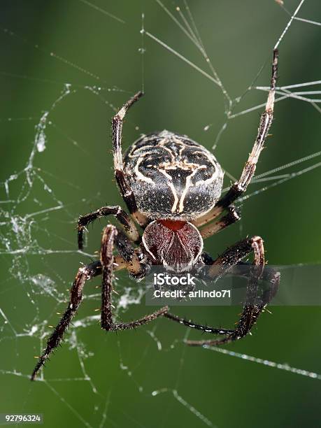 Foto de Big Orb Aranha 1 e mais fotos de stock de Adega - Característica arquitetônica - Adega - Característica arquitetônica, Animais caçando, Animal