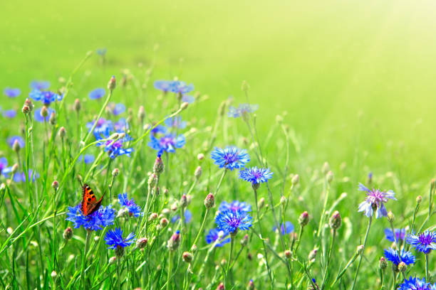 istock Orange butterfly on purple flowers 927964116