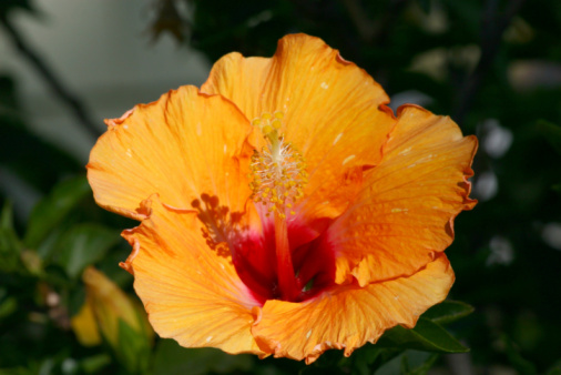 Orange hibiscus flower macro from a hybrid not yet named variety. Good detail of the pollen stems.