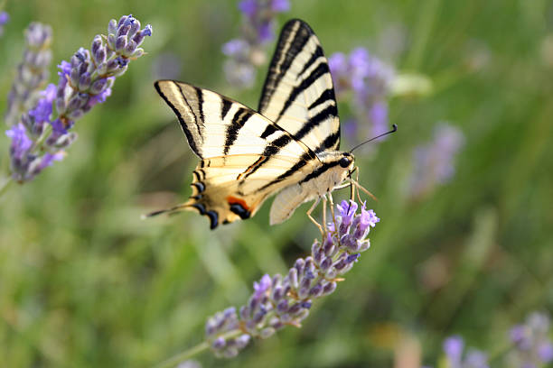 istock Butterfly on a flower 92796650