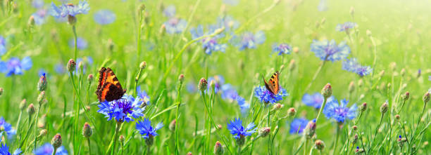 Macro shot on two butterflies and flowers