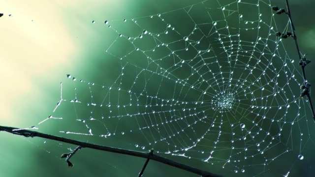 Dew in spiderweb