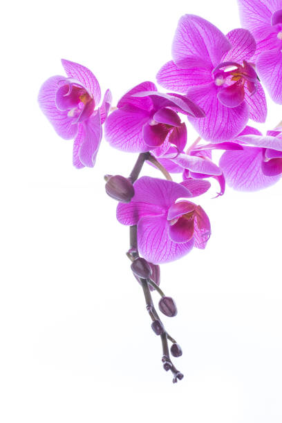 istock beautiful Phalaenopsis orchid flowers 927967702