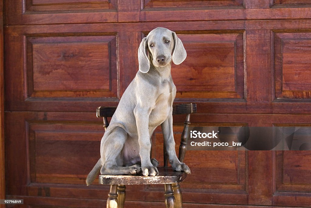 犬 weimaraner - イヌ科のロイヤリティフリーストックフォト