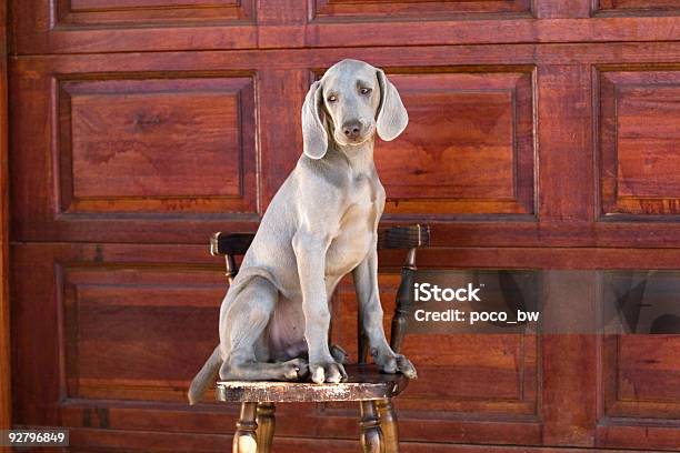 Cão Weimaraner - Fotografias de stock e mais imagens de Amizade - Amizade, Animal, Animal Doméstico