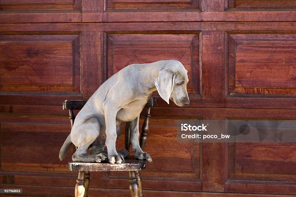 Собака Веймарская легавая - Стоковые фото Автоперевозка роялти-фри