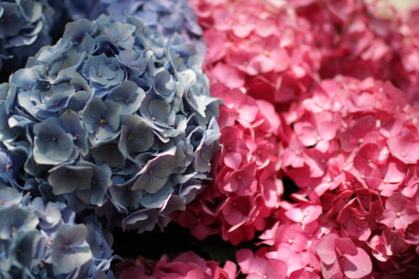 istock Colourful dahlia flower 927968648