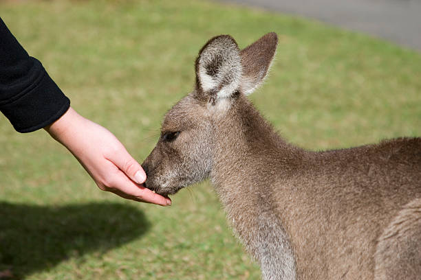 Feeding the kangaroos at Australia Zoo stock photo