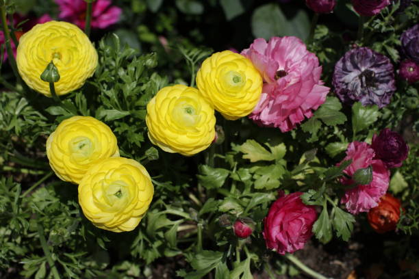 istock Colourful dahlia flower 927968914