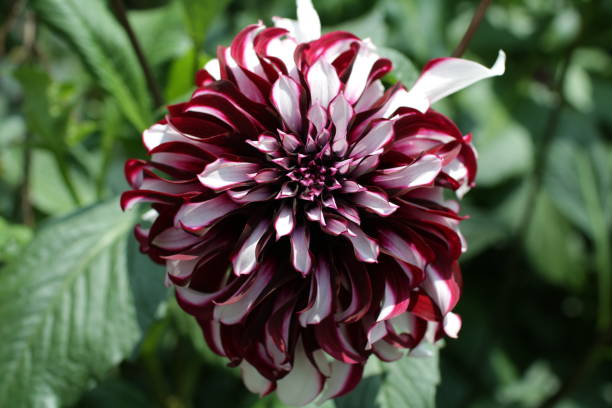istock Colourful dahlia flower 927969496