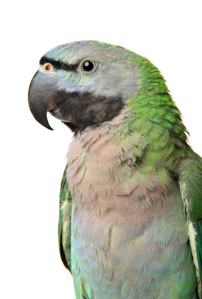 istock Ringnecked Parakeet. Closeup 927969572