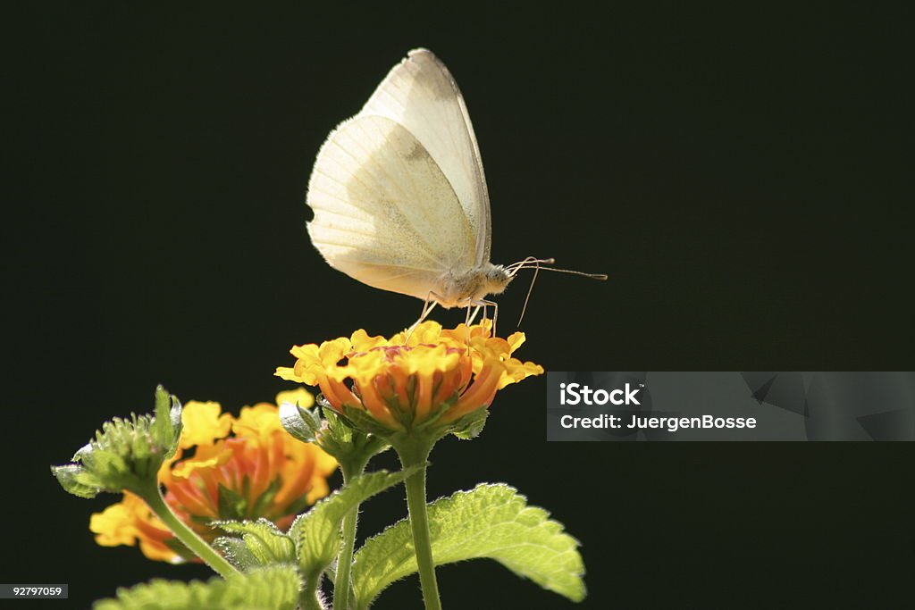 White Schmetterling - Lizenzfrei Blatt - Pflanzenbestandteile Stock-Foto