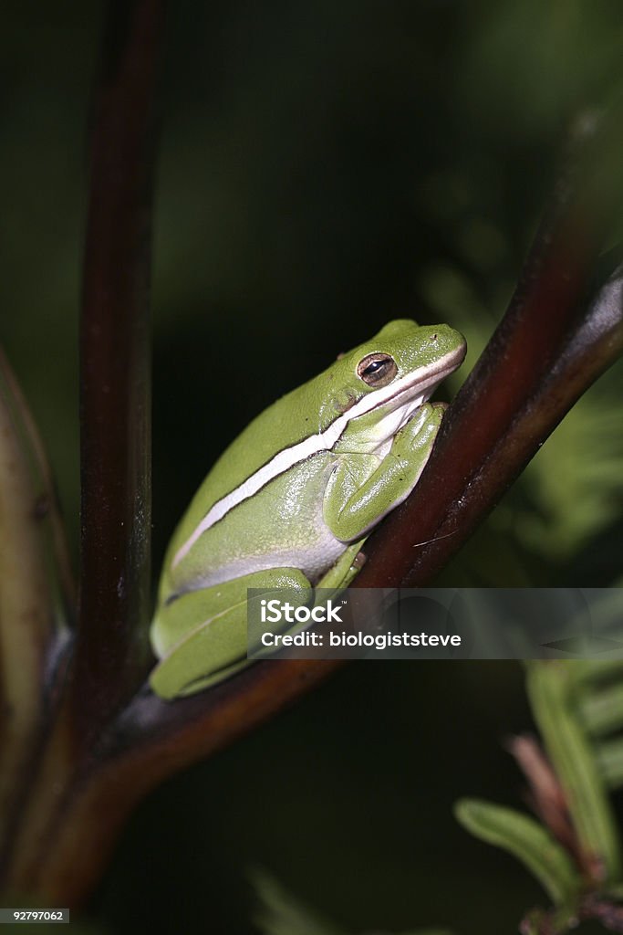 treefrog verde - Foto de stock de Aire libre libre de derechos