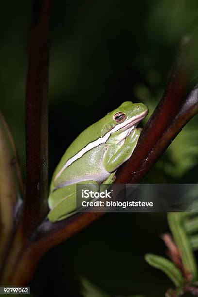 Treefrog Verde Foto de stock y más banco de imágenes de Aire libre - Aire libre, Anfibio, Blanco - Color