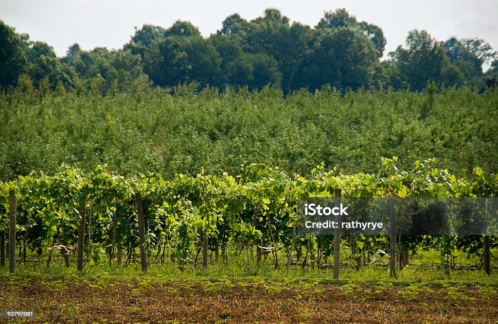 Weinreben ranken im Sommer - Lizenzfrei Agrarbetrieb Stock-Foto