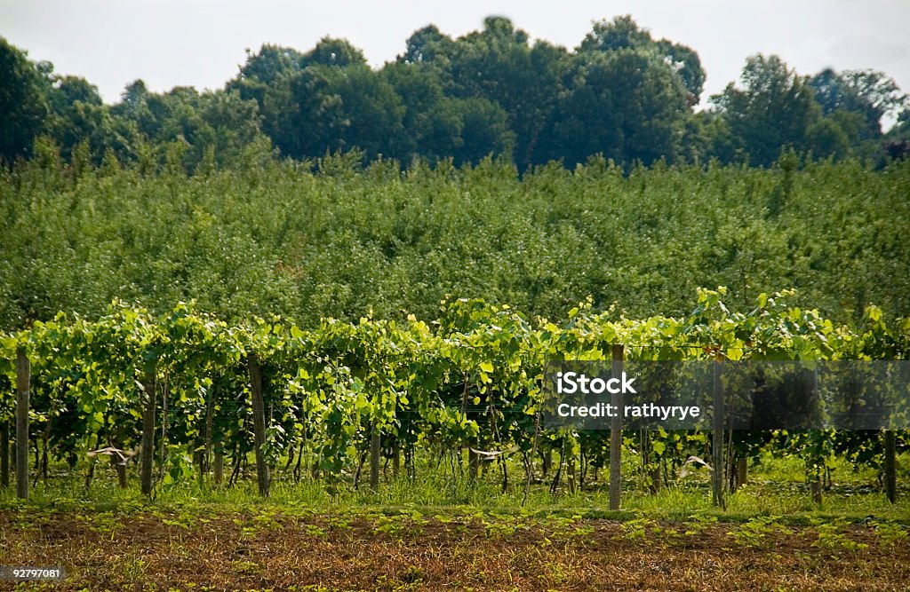 As videiras no verão - Foto de stock de Agricultura royalty-free