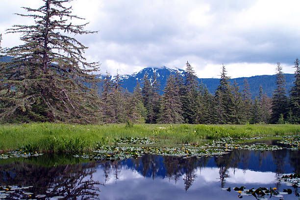 Muskeg bosque y bog - foto de stock