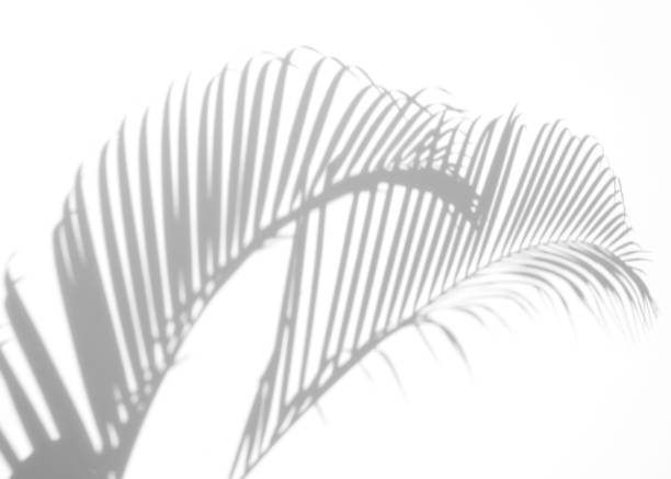 istock abstract background of shadows palm leaf on a white wall. White and Black. 927974886