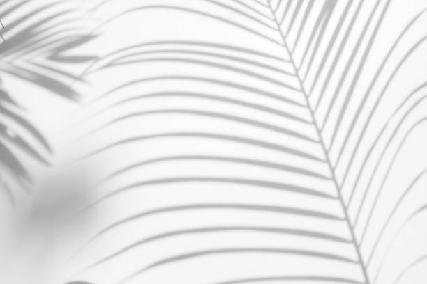 istock abstract background of shadows palm leaf on a white wall. White and Black. 927974890