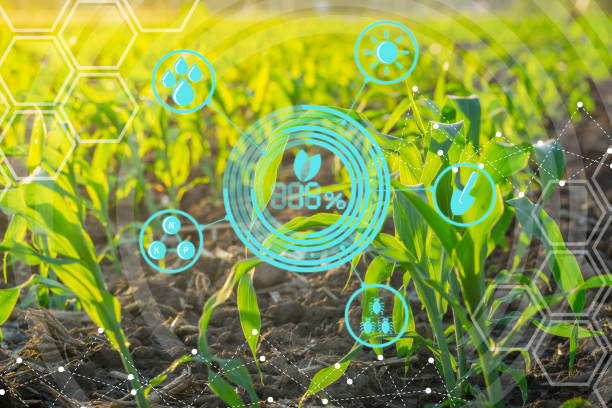 istock Growing young maize seedling in cultivated agricultural farm field with modern technology concepts 927974956