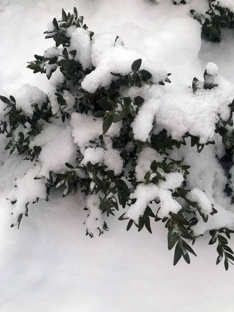 istock snowfall in the city 927975078