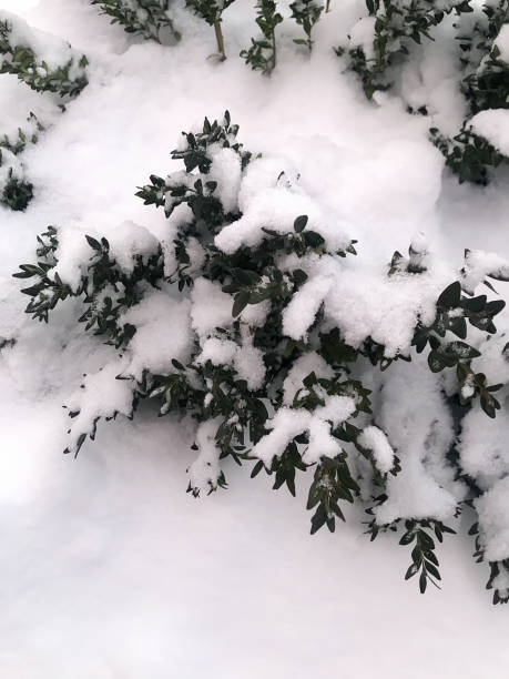 istock snowfall in the city 927975120