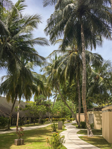 istock Tropical garden with palms 927975470