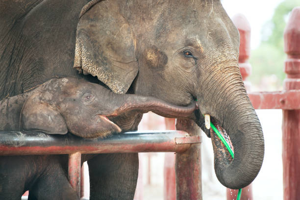 istock asian baby elephant with mother 927975596