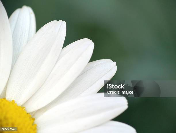 Margarida - Fotografias de stock e mais imagens de Ao Ar Livre - Ao Ar Livre, Argyranthemum, Beleza