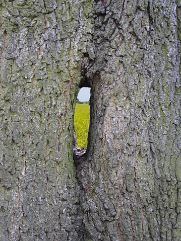 a hole in a tree.