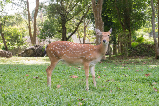 istock Chital spotted deer is standing on grass yard in the park 927976850