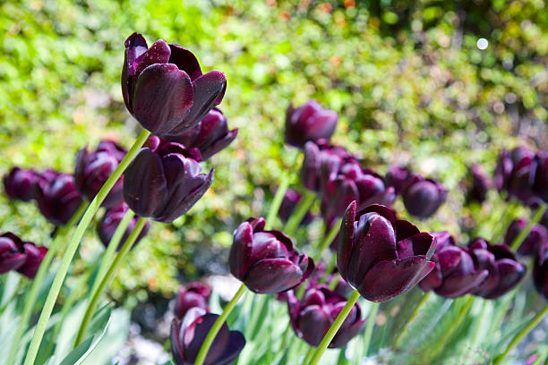 Array of Deep Purple (tulips, flowers) stock photo