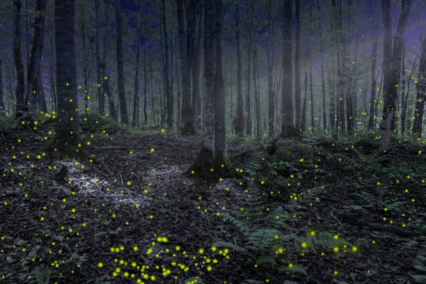 Night in the forest in Michigan Beautiful nighttime forest scene with moonlight and fire flies in Northern Michigan firefly forest stock pictures, royalty-free photos & images