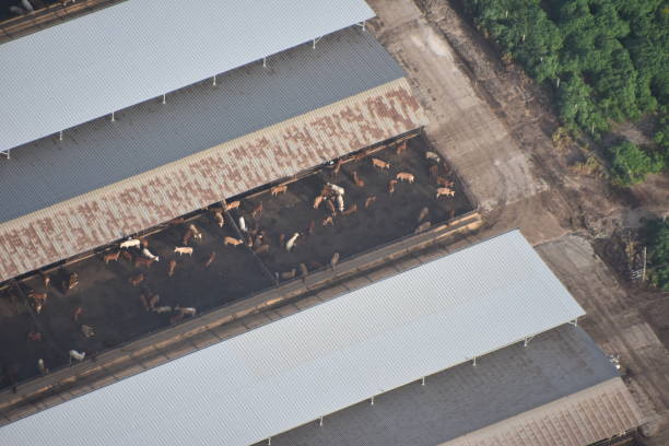 istock An aerial view of a cowshed 927980020