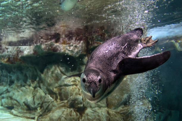 istock penguin underwater coming to you 927982664