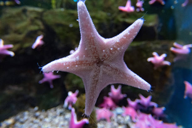 istock antarctic cushion star underwater close up 927983588