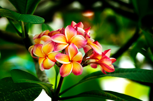 Pink and yellow plumeria  flower  blooming on the trees. There are many colours. A mild aroma is popular with the spa.