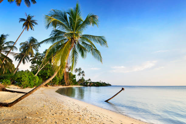 istock coconut tree and sea in thailand 927984004