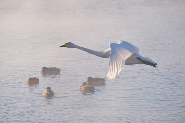 istock Swans fly in mist on altai lake Svetloe 927987066
