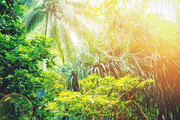 istock Tropical Rainforest Landscape, Malaysia, Asia 927987880
